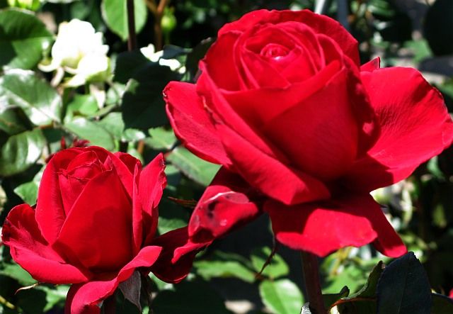  photo AlwaysandForeveratfarmsupplynancnicecolor9sh91p66gamma_zpsf1509123.jpg